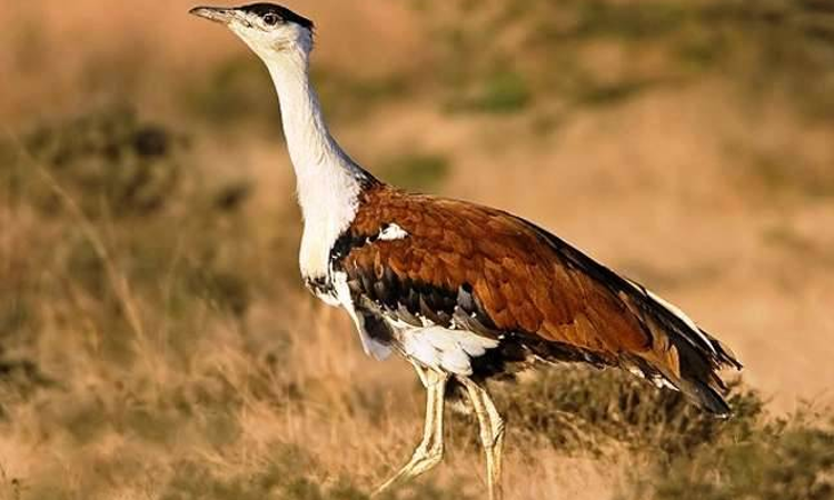 bredgreatindianbustardchickof2025hatchedinrajasthan