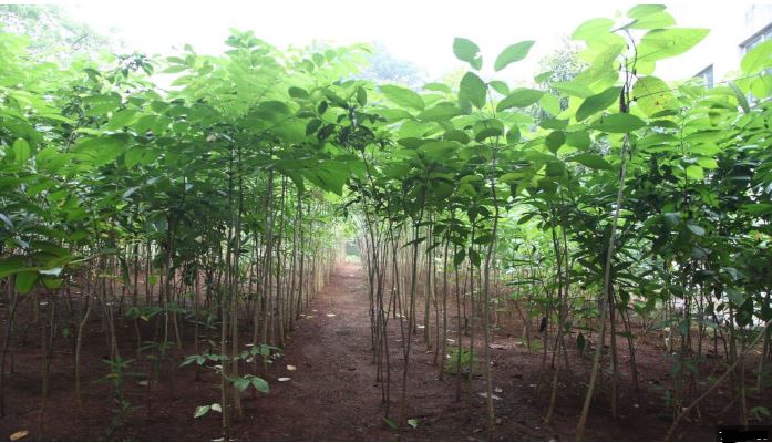 jkforestdepttoplant15croresaplingsbymarchend