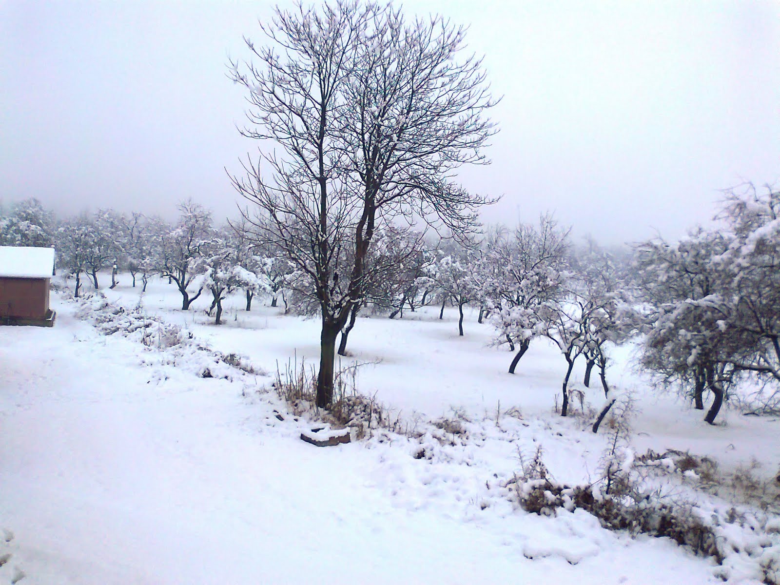 snowfallinkashmirbringsdownmercury