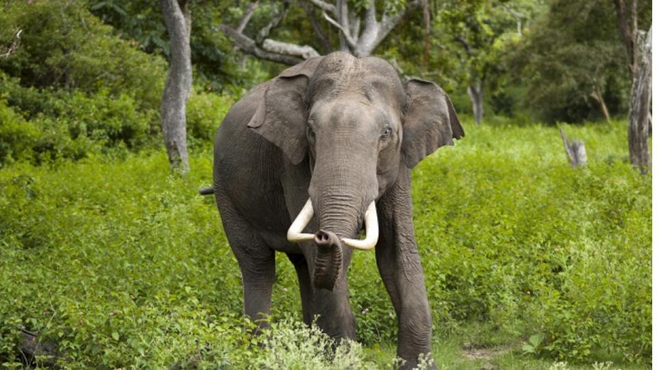 Elderly woman killed in elephant attack in Tamil Nadu