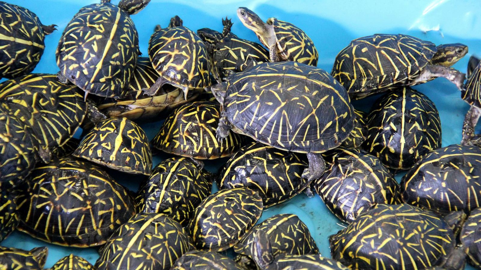 Forest Officials Foil Illegal Trafficking of 1600 Turtles
