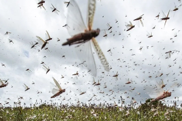 locustcontroloperationoninfullswing:agricultureministry