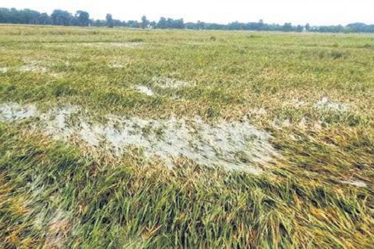 cyclonejawaddamagestandingcropsinodisha