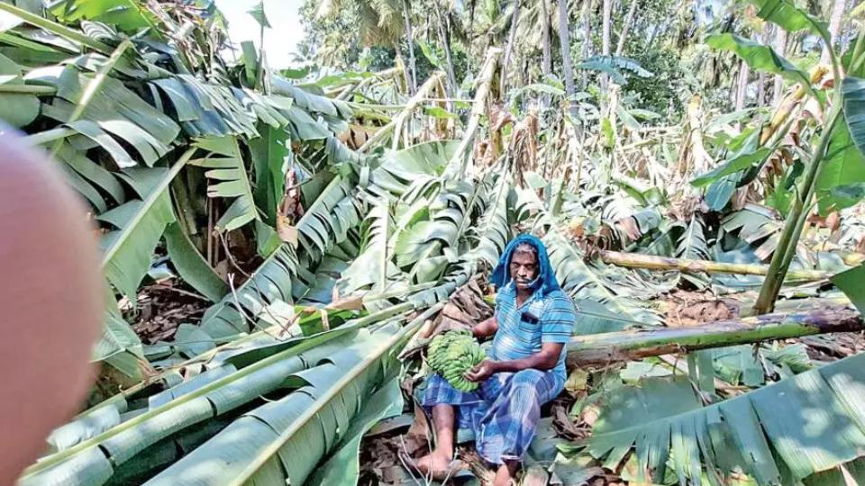 Nearly 10,000 banana trees damaged due to rains in Tamil Nadu