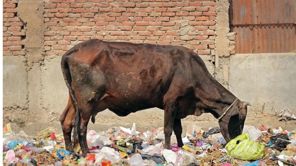 Odisha vets remove 40 kg of plastic waste from cow stomach 