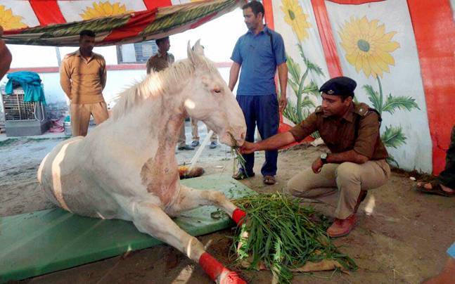 policehorseshaktimandead