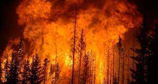 Massive Forest Fire Swept Through Large Areas Of Udhampur District In Jammu Division