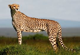 eightcheetahstobebroughttoindiafrombotswana