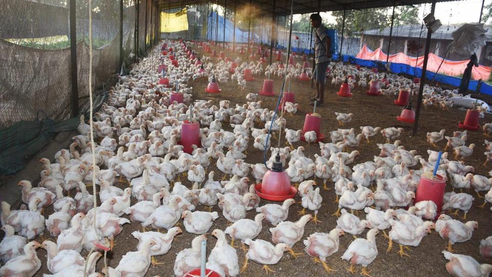 centreordersmandatorypoultryfarmregistrationamidrisingbirdfluthreat