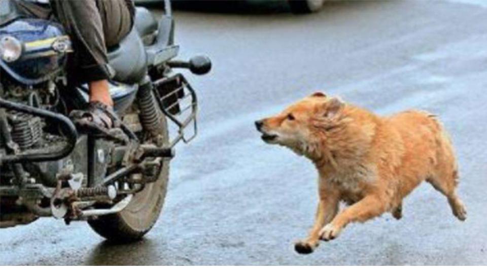 Biker dies after being chased by stray dogs in Andhra Pradesh