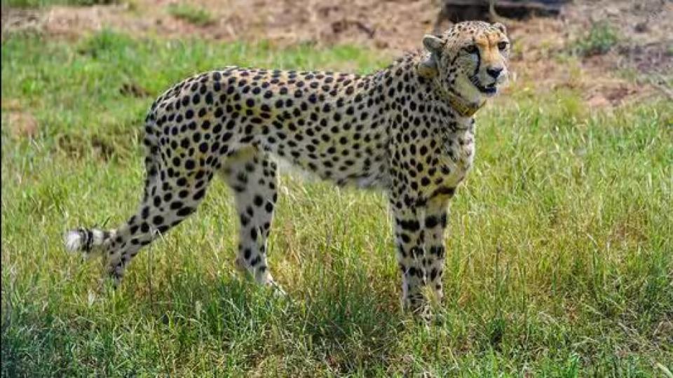 Cheetah Found Dead at Kuno National Park in MP