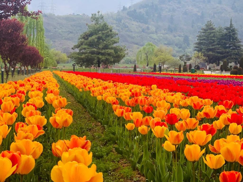 asiaslargesttulipgardeninsrinagarsettoopentoday