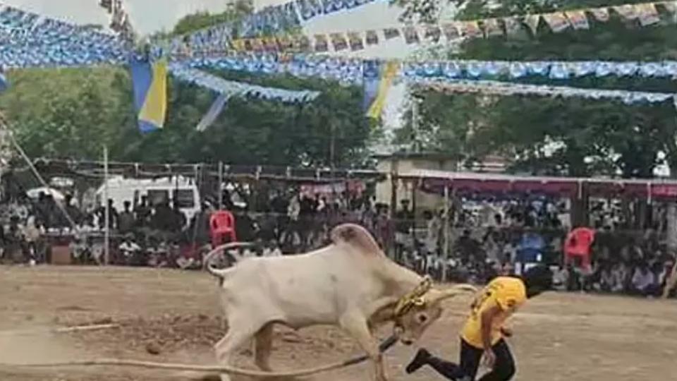 Over 100 Tamers Participate in Bull-chasing Competition in TN