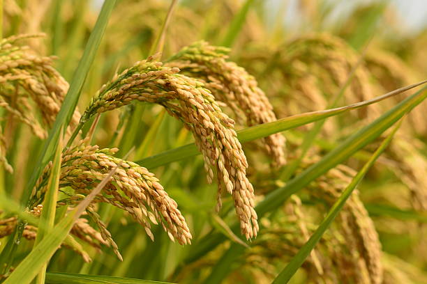 AP Purchased 19,84,098mt Of Paddy