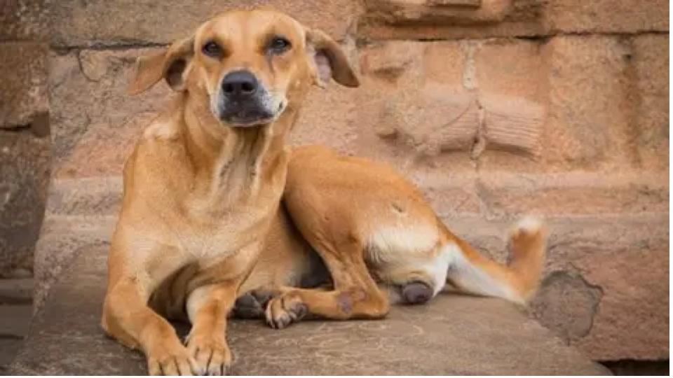 Supreme Court orders removal of stray dogs from hospitals, schools, railways and bus stations