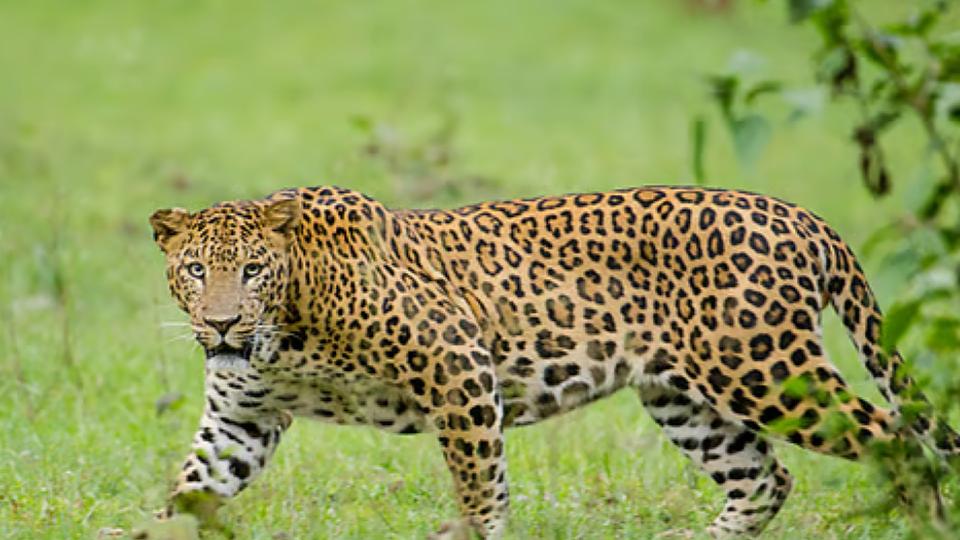 Leopard attacks caretaker at Bannerghatta Biological Park, Bengaluru