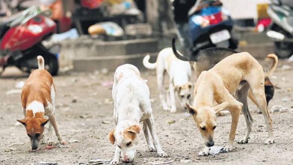 Greater Chennai Corp Launches Drive to Vaccinate Stray Dogs 