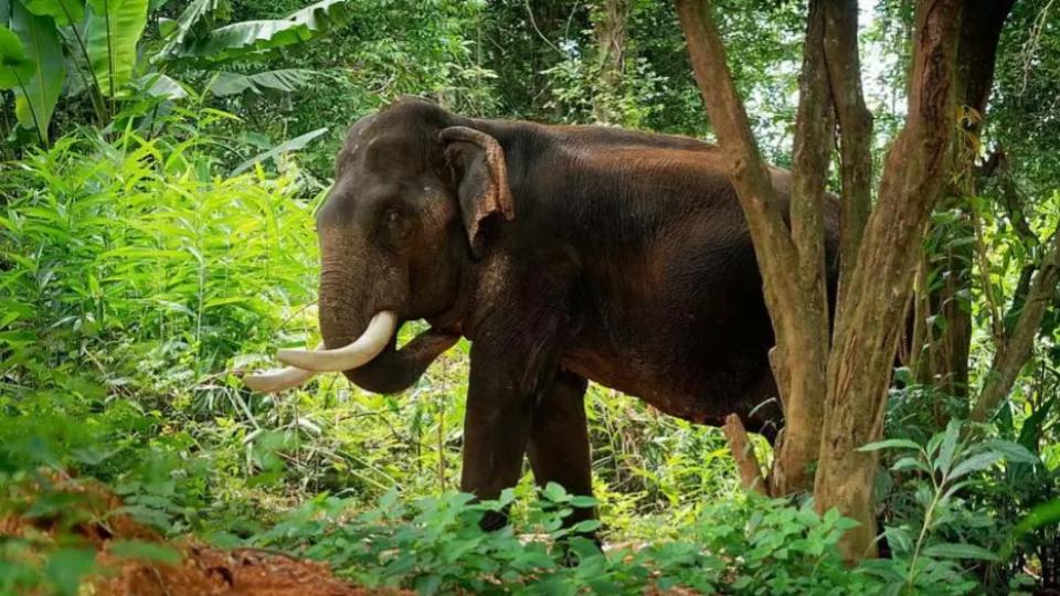 Woman, granddaughter trampled to death by wild elephants in TN