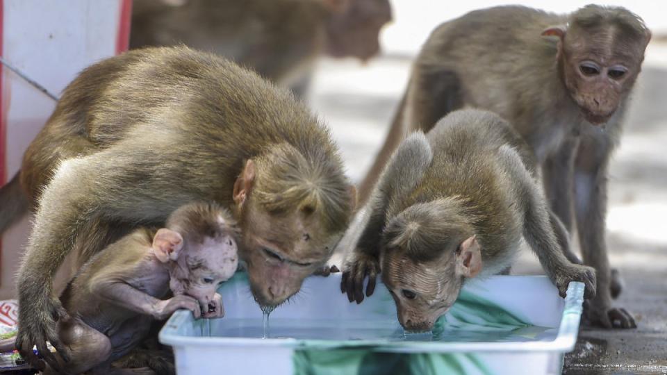 20 dead Monkeys found in Karnataka, poisoning suspected