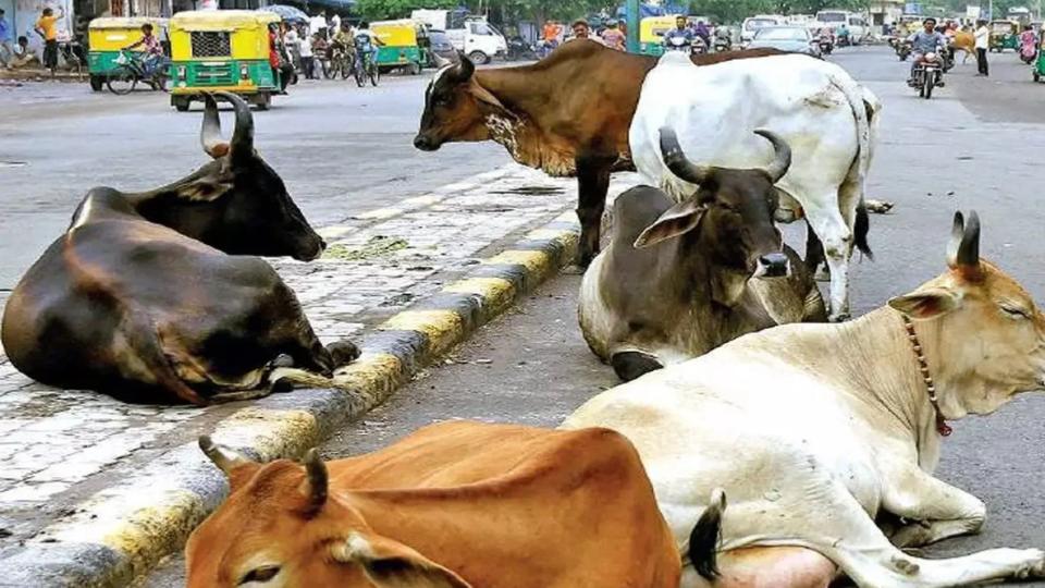 AI-based system to manage stray cattle in Gujarat