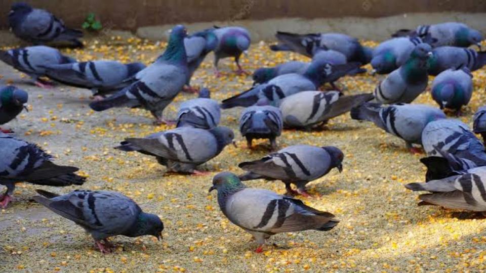 Mumbai court fined man Rs 5,000 for feeding pigeons in a public place
