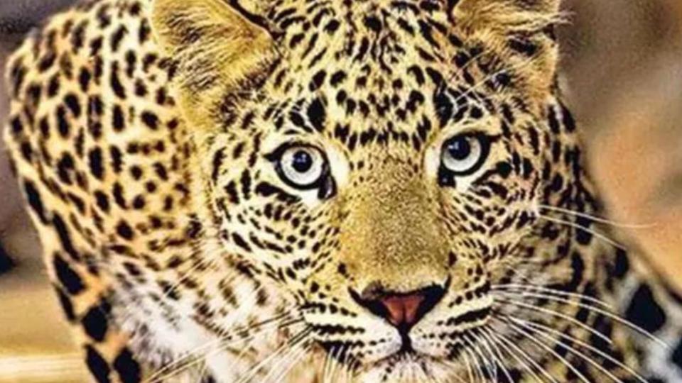 8yearoldgirlmauledtodeathbyleopardinup