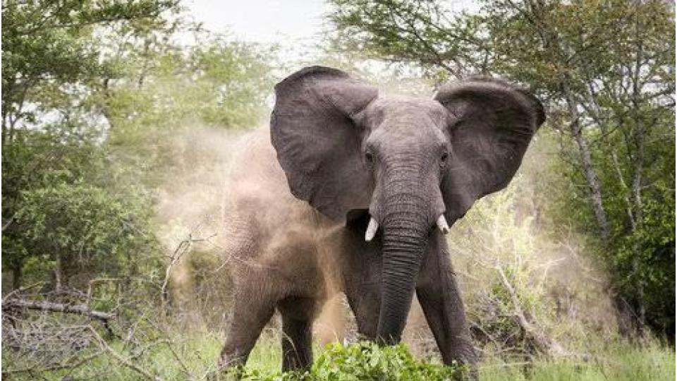 Wild elephant kills man and his two children in Jharkhand