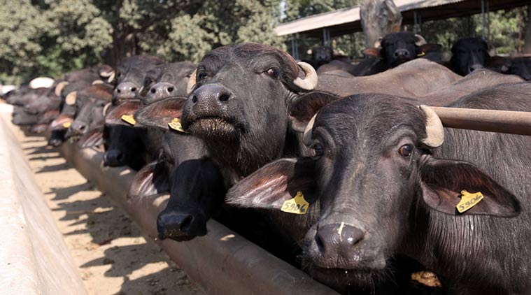 sixpeoplebeatenbymobforallegedlycarryingbuffalocalvesindelhi
