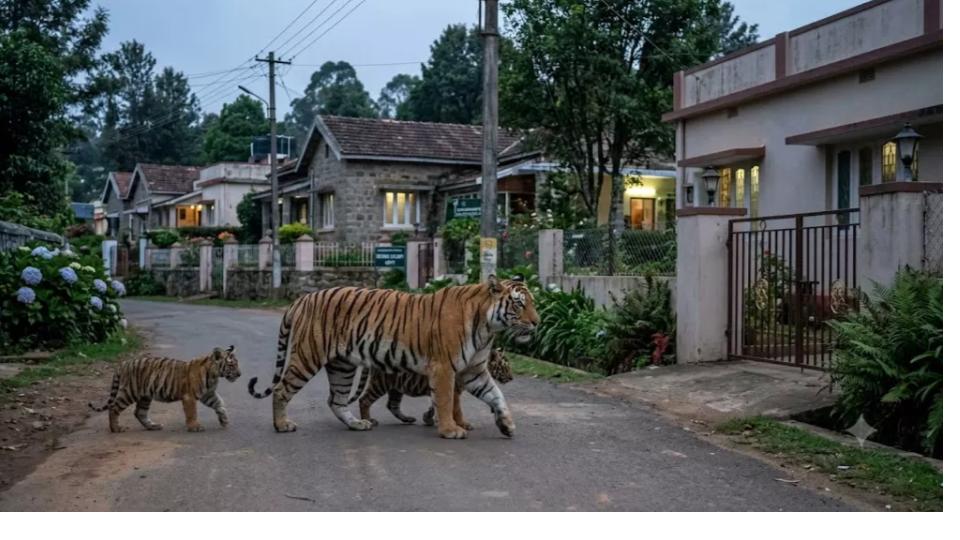 Tigress With Cubs Straying Into Ooty Suburb Triggers Panic