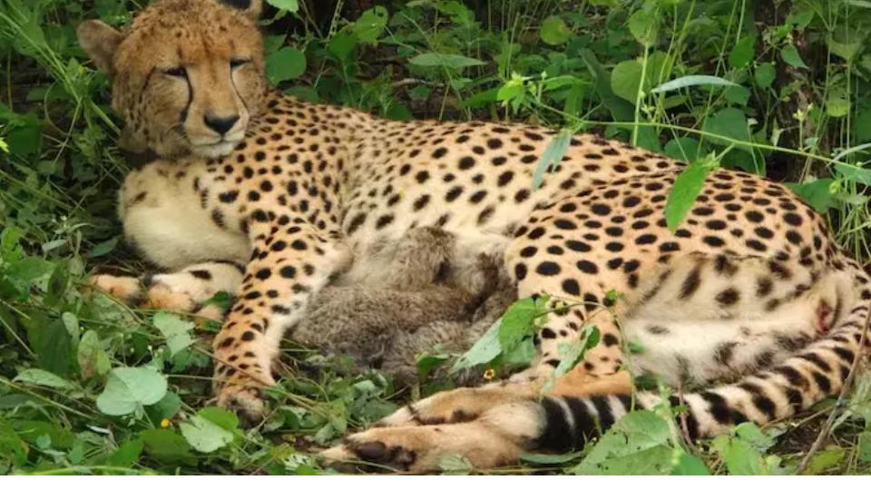 India-Born Cheetah Gives Birth To Four Cubs At Kuno National Park