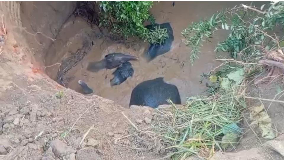Four elephants fall into well in Chhattisgarh