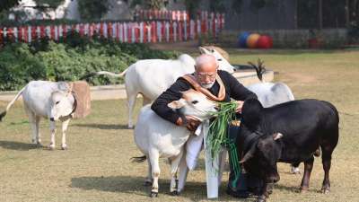 pmmodicelebratemakarsankrantibyfeedingcowsathisresidence
