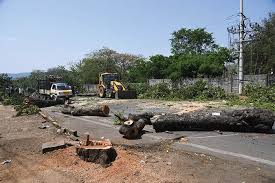 40treesaxedtowidenroadinmysuru