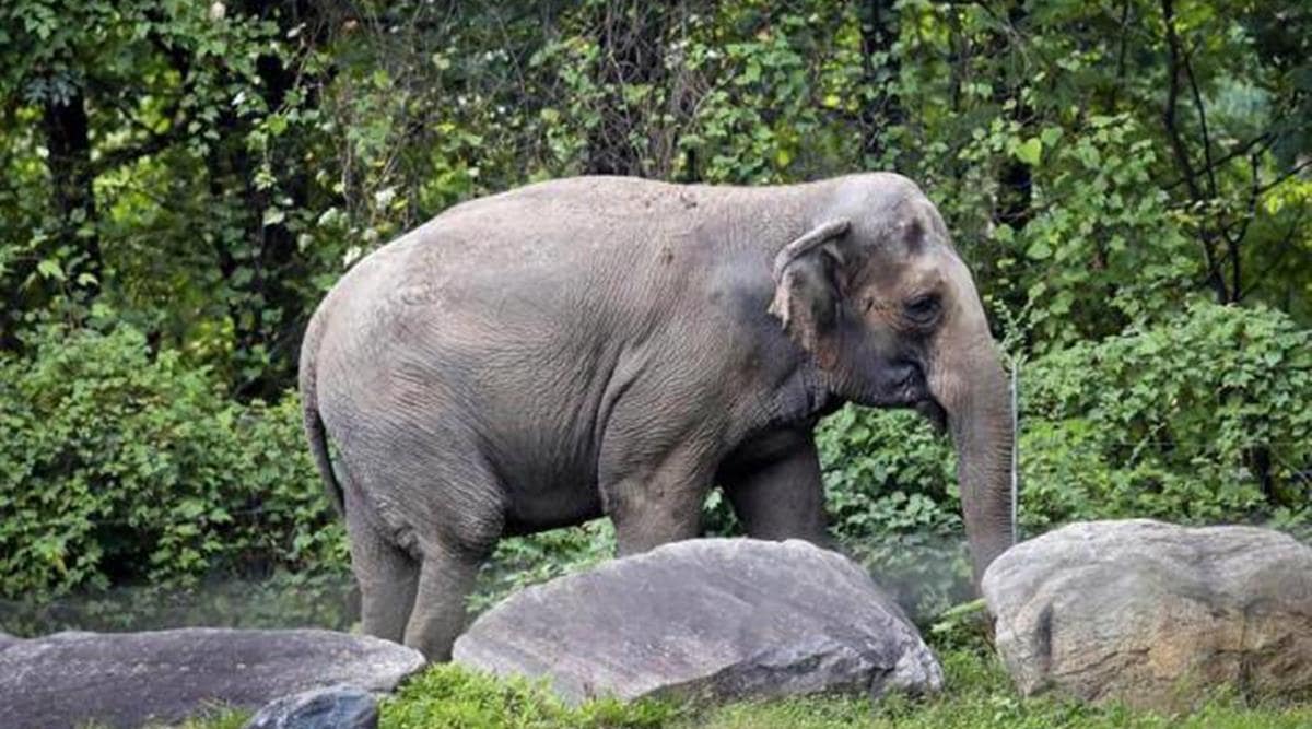 kerala:elderlytribalcoupletrampledtodeathbywildelephant