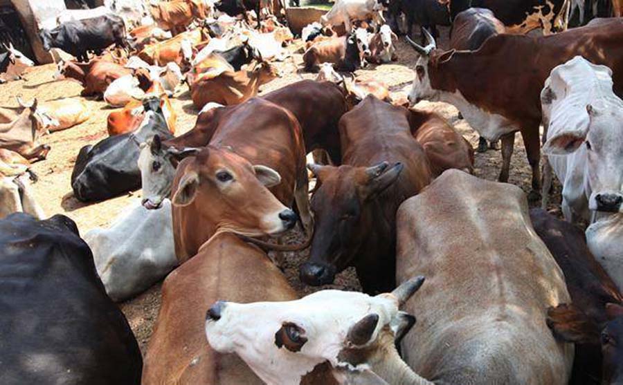 cattlesaleban:meghalayagovtpassesresolutionagainstnewrule