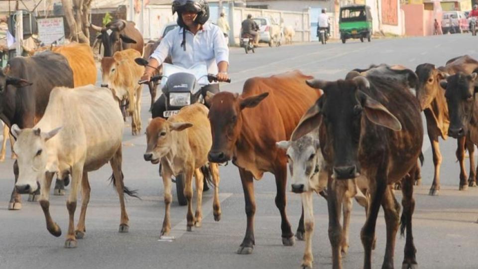 delhigovttoenactlawforcowconservationandprotectionsoon