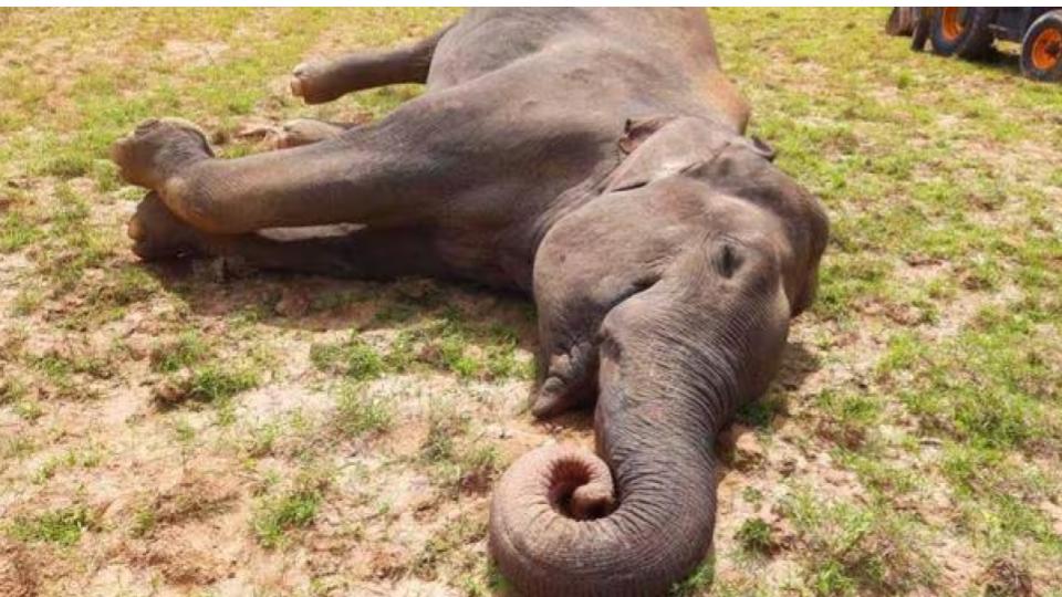 Female Elephant, Calf Die After being Hit by Train in Palakkad