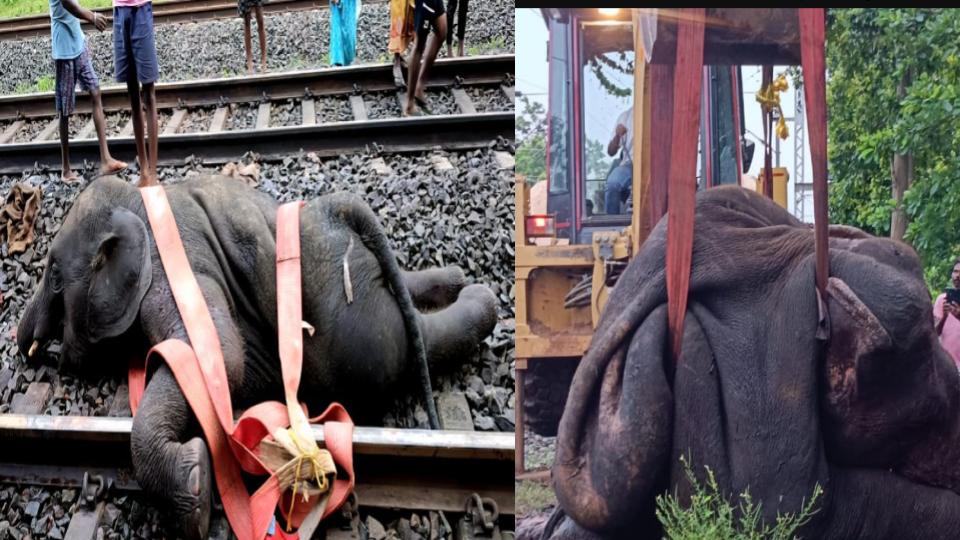 3 elephants run over by train in  Jhargram, Bengal