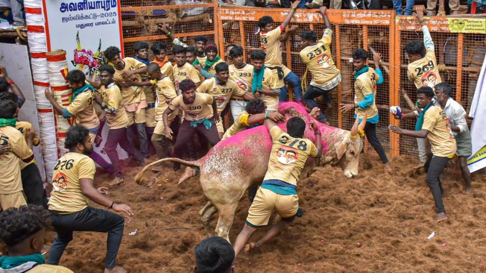 1100bulls900tamersinfrayasjallikattubeginsintamilnadu
