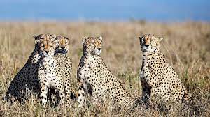 planecarryingcheetahsfromnamibiatolandingwaliorinsteadofjaipur