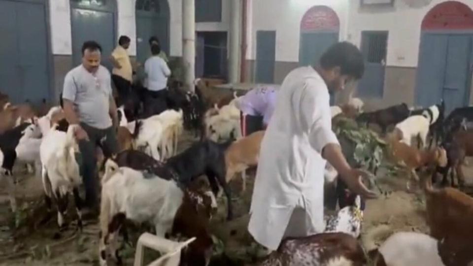 jainsposeasmuslimsto‘save’124goatsfrombakridsacrificeindelhi