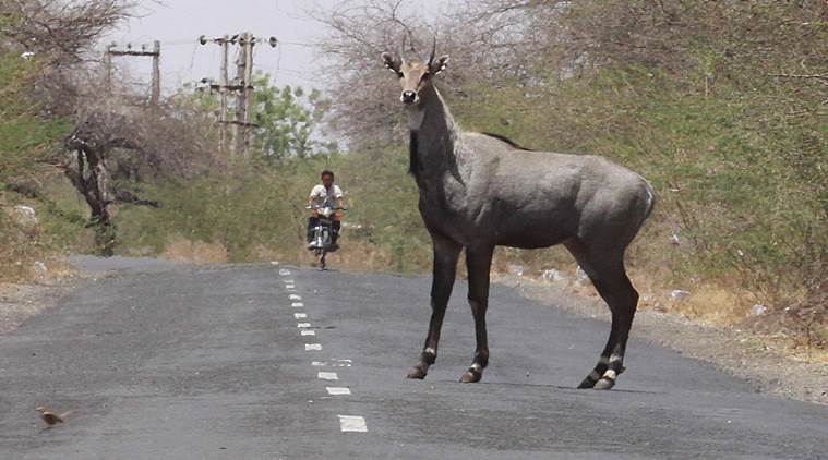 straynilgaidamagespolicevehicleindelhi