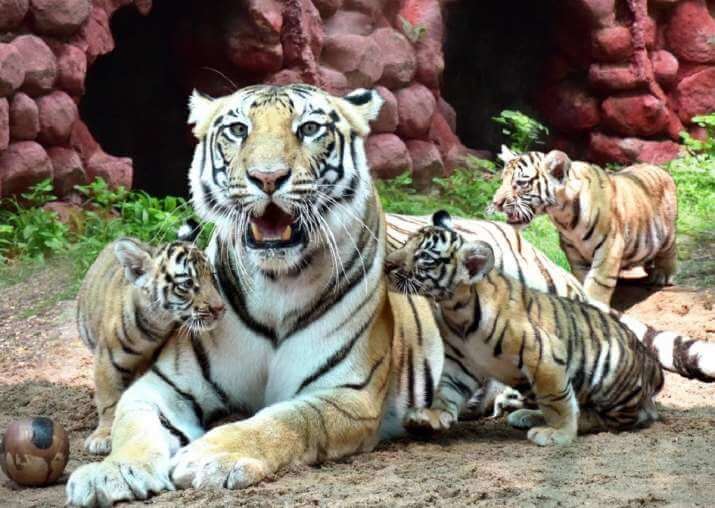 hyderabadsnehruzoologicalparknamestigercubaftersoldierlatecolsantoshbabu