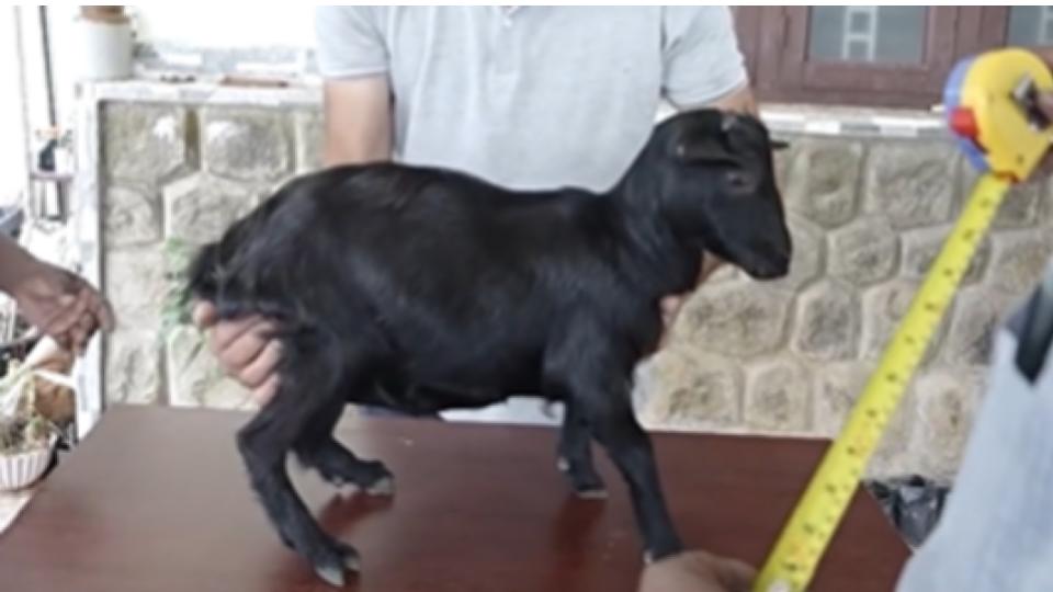 keralafarmer’sgoatmakesrecordforbeingtheworld’sshortest