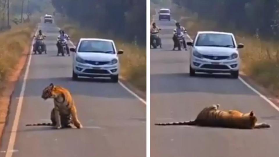 Tiger Blocks Mahrashtra Highway for 30 Minutes