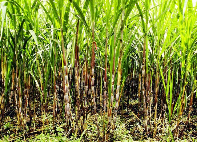 centralgovtissuesordersforextendingassistancetoclearduesofsugarcanefarmers