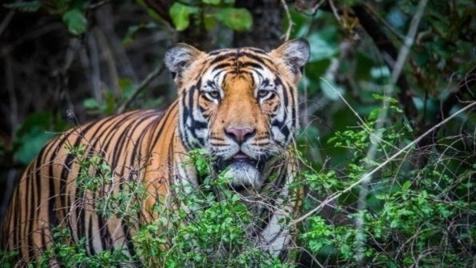 Man-eater tiger captured in Maharashtra for killing four people