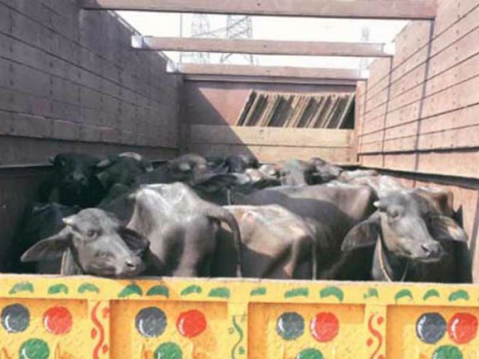 3mentransportingbuffaloesbeatenupbyanimalrightsactivistsindelhi