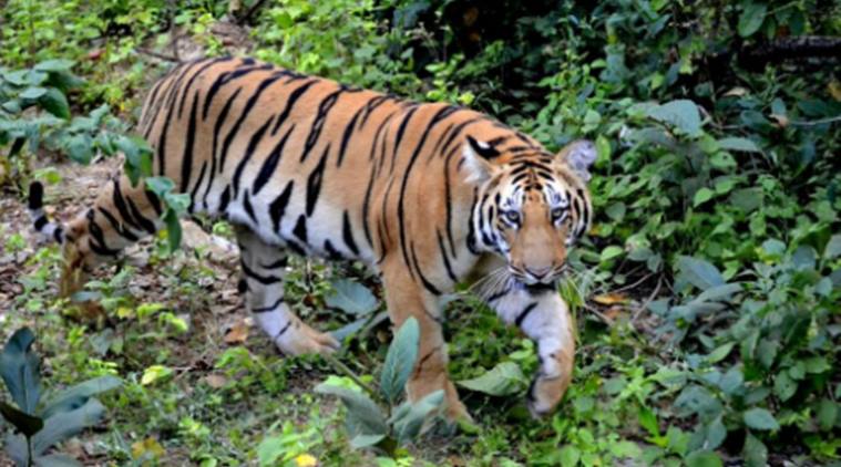 tigersrinivaselectrocutedburiedinmaharashtra2arrested