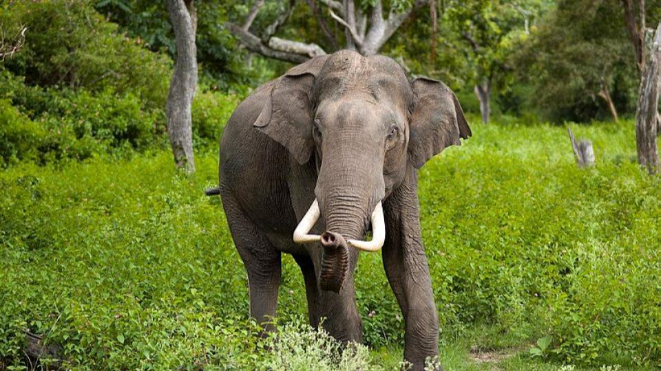 Couple killed in elephant attack in Balrampur, Chattisgarh
